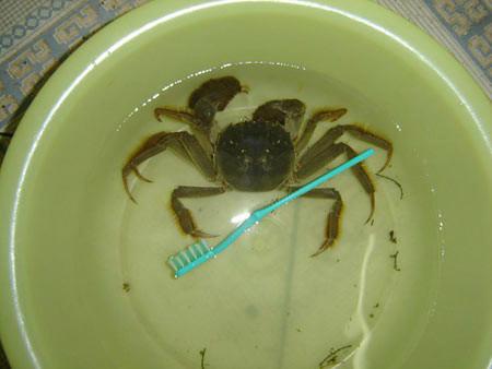 香辣蟹怎么把螃蟹洗得干净（老公最拿手的香辣螃蟹清洗干净不吐沙有诀窍）(3)